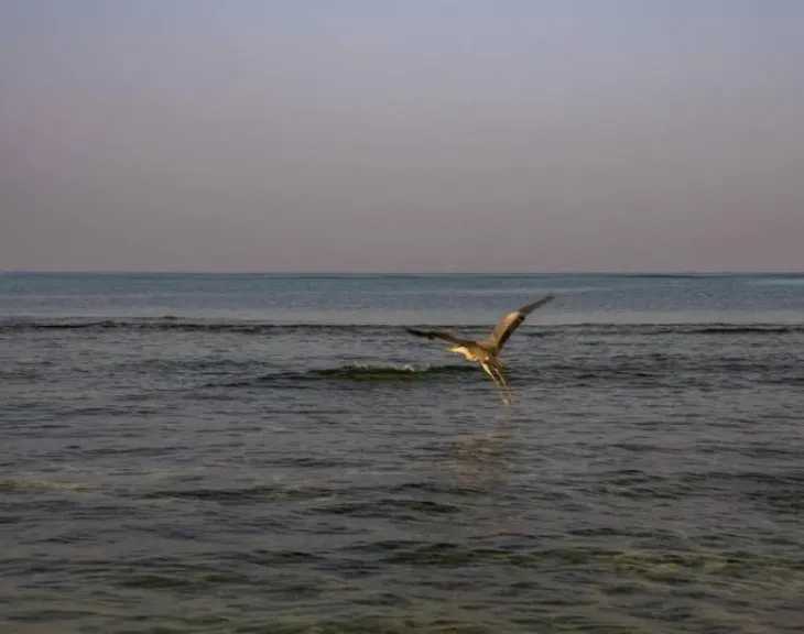 63 طائرًا بحريًا ينطلقون إلى سماء جدة بعد تأهيل علمي ناجح في كورنيشها