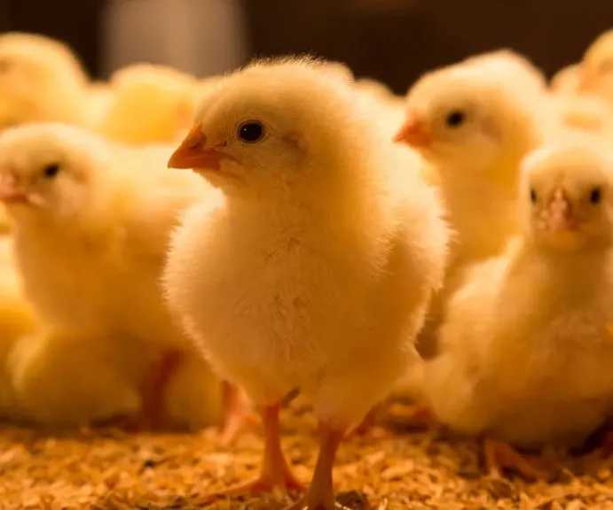 سعر الكتكوت الأبيض يشهد تغيرات ملحوظة في بورصة الدواجن والشركات اليوم