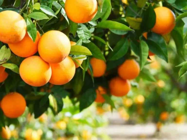 السعودية تحقق أرقامًا قياسية بإنتاج الحمضيات شتاءً وتدعم اكتفاءها الذاتي