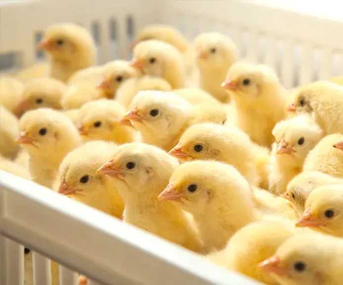 استقرار أسعار الكتاكيت مع اقتراب شهر رمضان الكريم اليوم 11 يناير 2026