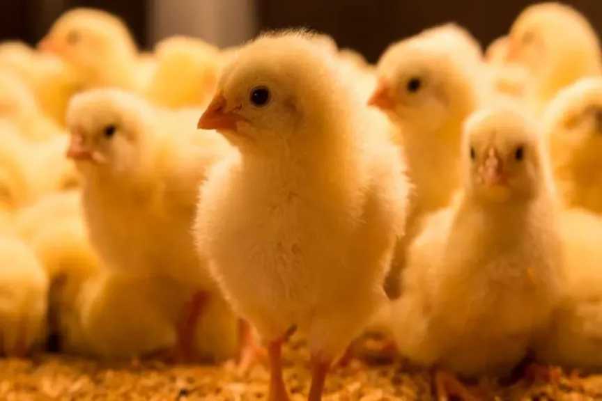 سعر الكتكوت الأبيض يشهد انخفاضًا جديدًا اليوم في الشركات ويبعث الأمل للمربين