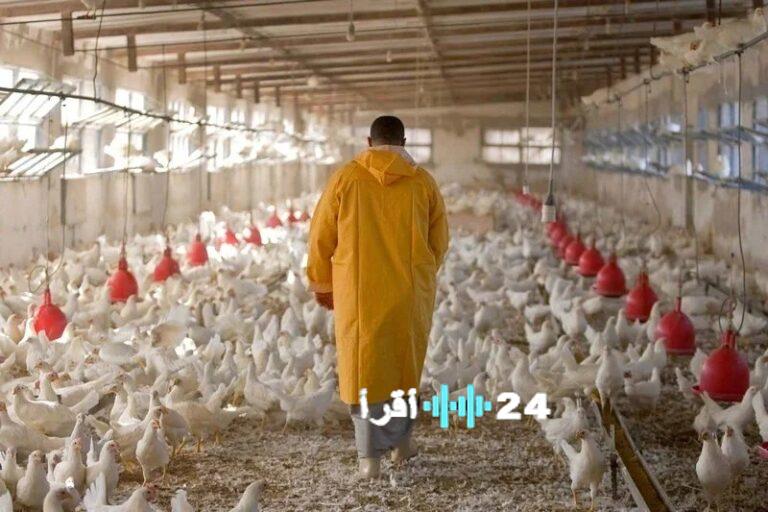 الأمطار تجدد الأمل في نفوس مربي الدواجن