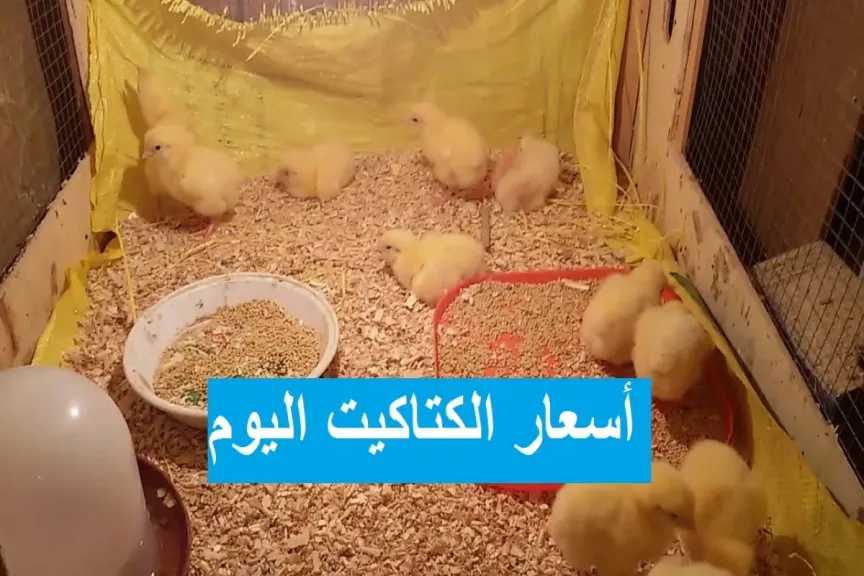 سعر الكتكوت الأبيض يشهد مفاجأة اليوم الأحد 18 يناير 2026 في خبر سار للمربين