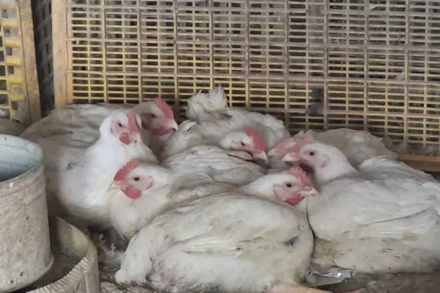 تحديث أسعار بورصة الدواجن وأسواق الفراخ البيضاء والبلدي ليوم الأحد 18 يناير 2026