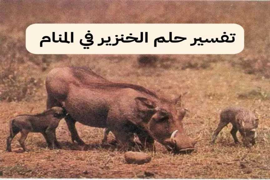 تفسير رؤية الخنزير في المنام للمرأة والرجل.. هل هي تحذير من مال حرام أم عدو ماكر يتربص بك؟