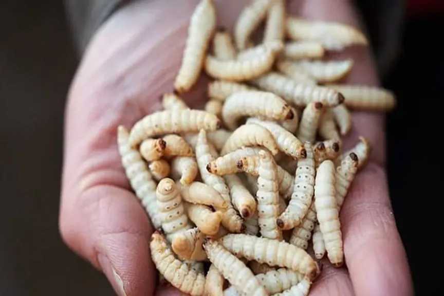 تفسير رؤية حلم الدود في الأكل في المنام للمتزوجة.. هل تبشركِ بالحمل؟