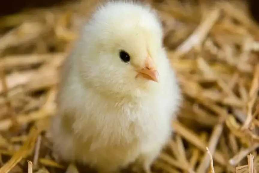 تحديث أسعار الكتاكيت البيضاء في أسواق الدواجن اليوم الخميس