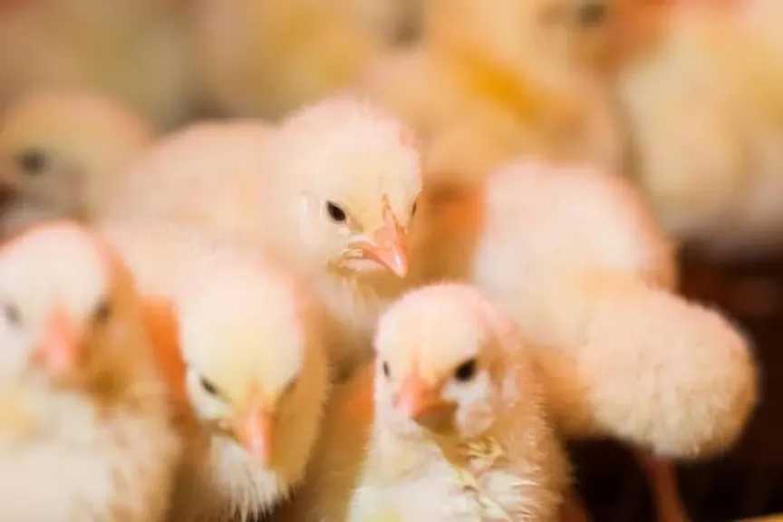 أسعار الكتكوت الأبيض والبلدي اليوم تتصدر أخبار المربين وتحمل مفاجآت جديدة