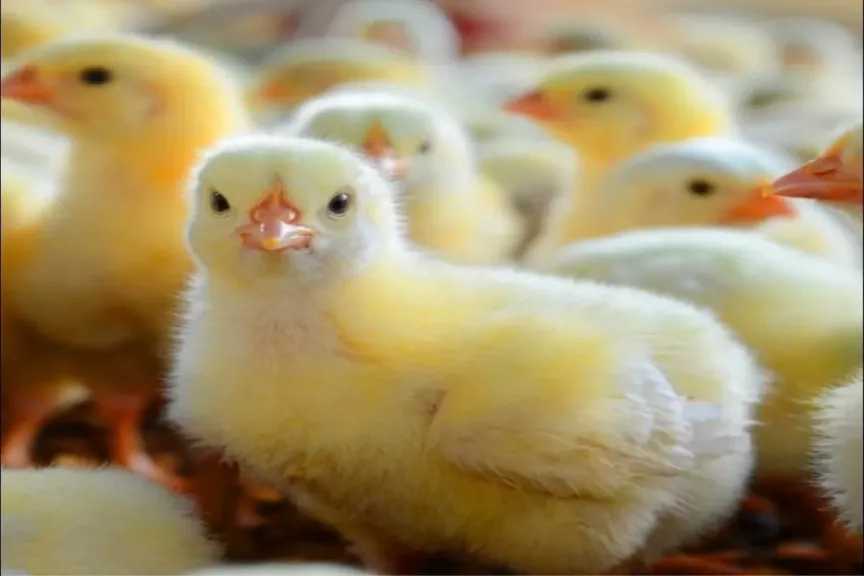 سعر الكتكوت الأبيض اليوم الاربعاء 12 جنيه وأفضل الشركات المتخصصة في الشراء