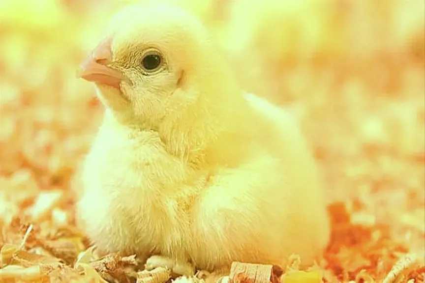 أسعار الكتاكيت ترتفع بدءاً من 4 جنيهات في البورصة والشركات وتفاجئ المربين