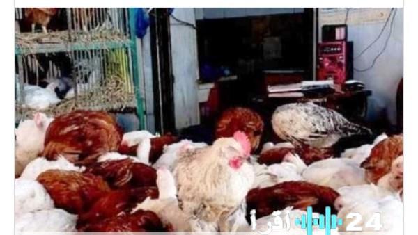 «استعراض أسعار الدواجن بأسوان اليوم الخميس 1 يناير 2026»