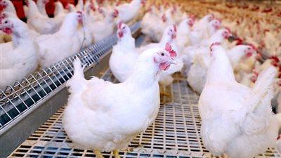 «استعدادًا لشهر رمضان» أسعار الدواجن تقترب من 100 جنيه في الأسواق والشعبة تكشف الحقيقة