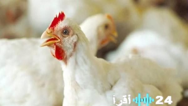 «كشف الأسعار» الوادي الجديد يترقب آخر مستجدات أثمان الدواجن والبيض
