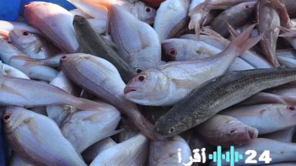 «أسعار الأسماك الطازجة تسجل تباينًا ملحوظًا في أسواق الوادي الجديد»