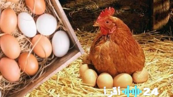 «تحديثات أسعار الدواجن والبيض في مصر ليوم الخميس 1 يناير 2026»