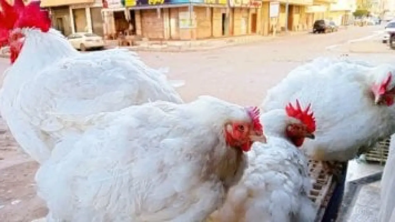 «تخفيف على الميزانية» المنوفية تستقبل جمعة التداولات بانفراجة سعرية للدواجن عند 78 جنيهًا للكيلو