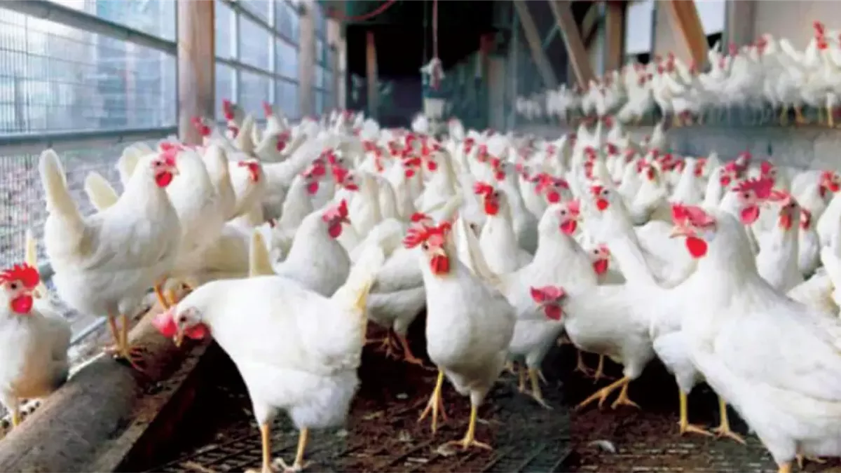 «أسعار الدواجن تتألق في السوق المسائية اليوم الثلاثاء 6 يناير 2026»