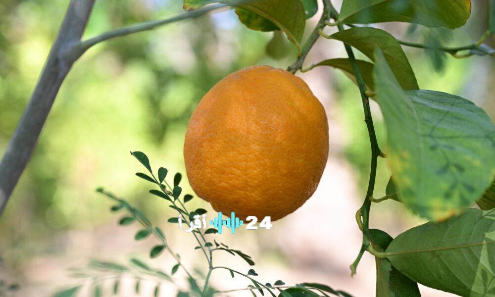 موسم العلا للحمضيات يكشف عن كنوز الواحة الزراعية