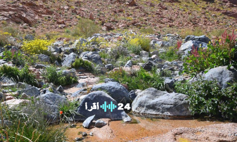 تبوك تزدهر بـ 63 نوعًا نباتيًا محليًا حيويًا يدعم رؤية السعودية الخضراء