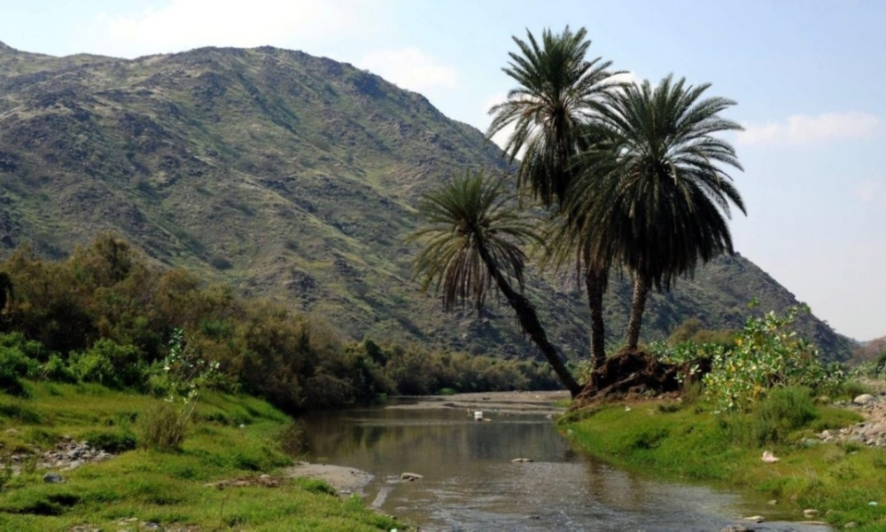 جازان ترفد مبادرة السعودية الخضراء بـ165 نباتًا محليًا حيويًا