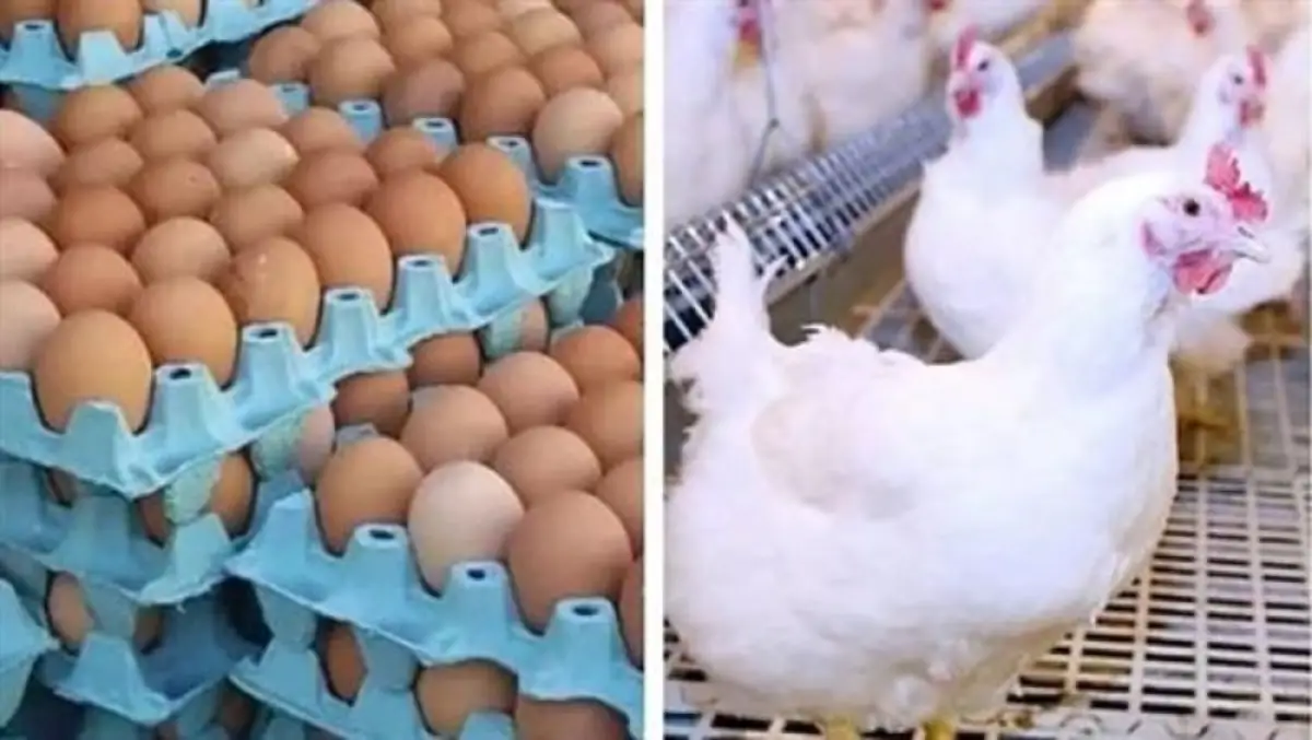 «خبر يثلج صدور المستهلكين» غياب التقلبات السعرية يسيطر على سوق الدواجن والبيض محليًا