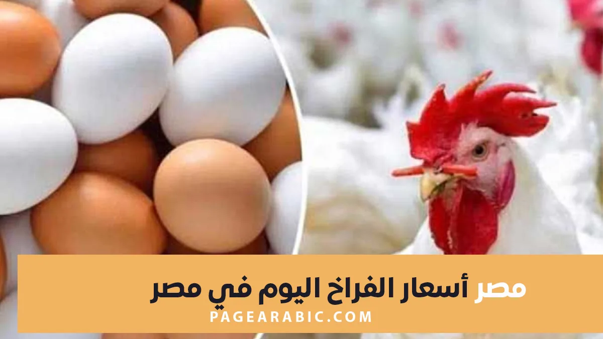 أسعار الدواجن والبيض في مصر اليوم الجمعة 23 يناير 2026