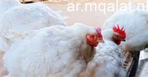 «نبض السوق» يكشف أحدث سعر للدواجن البيضاء عند 120 جنيهًا