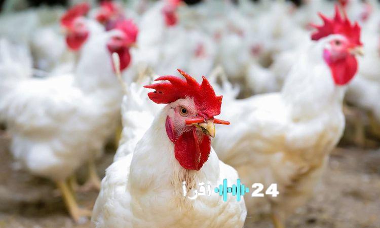 «أسعار الدواجن في رمضان 2023 ترتفع بتوقعات إيجابية»