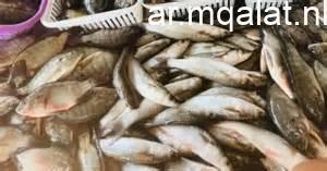 أسعار أسماك البلطى في كفر الشيخ اليوم تصل إلى 50 جنيهاً
