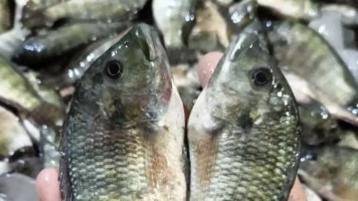 ارتفاع سعر البلطي إلى 70 جنيها… أسعار الأسماك في أسواق دمياط يوم الجمعة