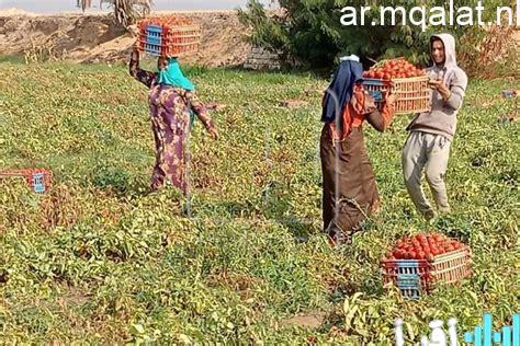 أسعار الطماطم والبطاطس تصل إلى 10 جنيهات