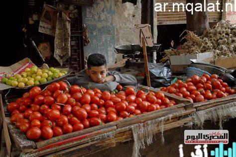 أسعار الطماطم تصل إلى 7 جنيهات