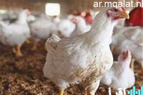 أسعار الدواجن في الأسواق: تحليل شامل ومحدث