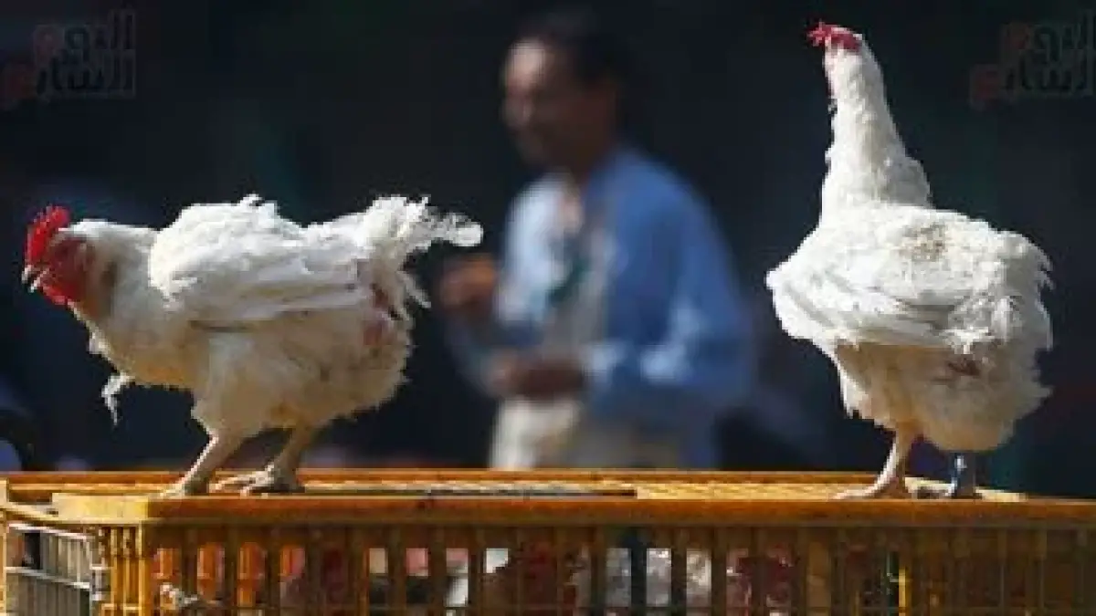 «أسعار متغيرة» ارتفاع أسعار كيلو الدجاج في أسواق مطروح مع بداية يوم الجمعة