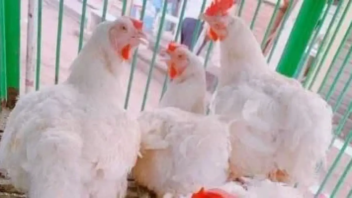 أسعار الدواجن والأسماك تتصدر المشهد في أسواق سوهاج صباح اليوم