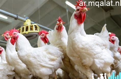 أسعار الدواجن والأسماك في سوهاج اليوم الجمعة 9 يناير 2026