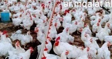 «غلاء يضرب المائدة» صدمة في سوق الدواجن الكيلو يقفز إلى مستويات السبعينات