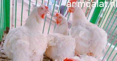 أسعار الدواجن في كفر الشيخ تتصدر العناوين بعد تسجيل كيلو الفراخ 79 جنيهًا الأربعاء 7 يناير 2026