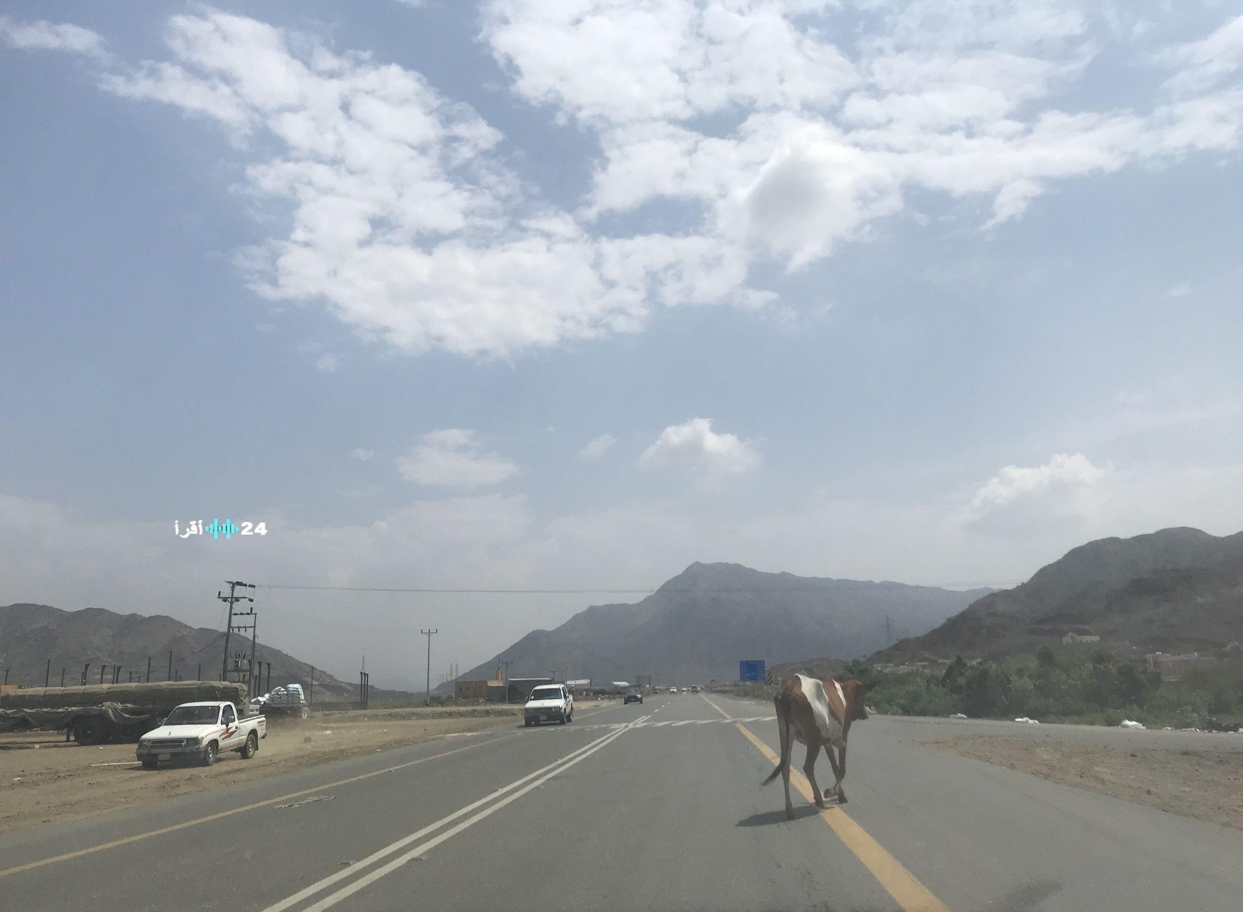 إحصائية: 426 حادثًا نتيجة الحيوانات السائبة في السعودية خلال عام 2025