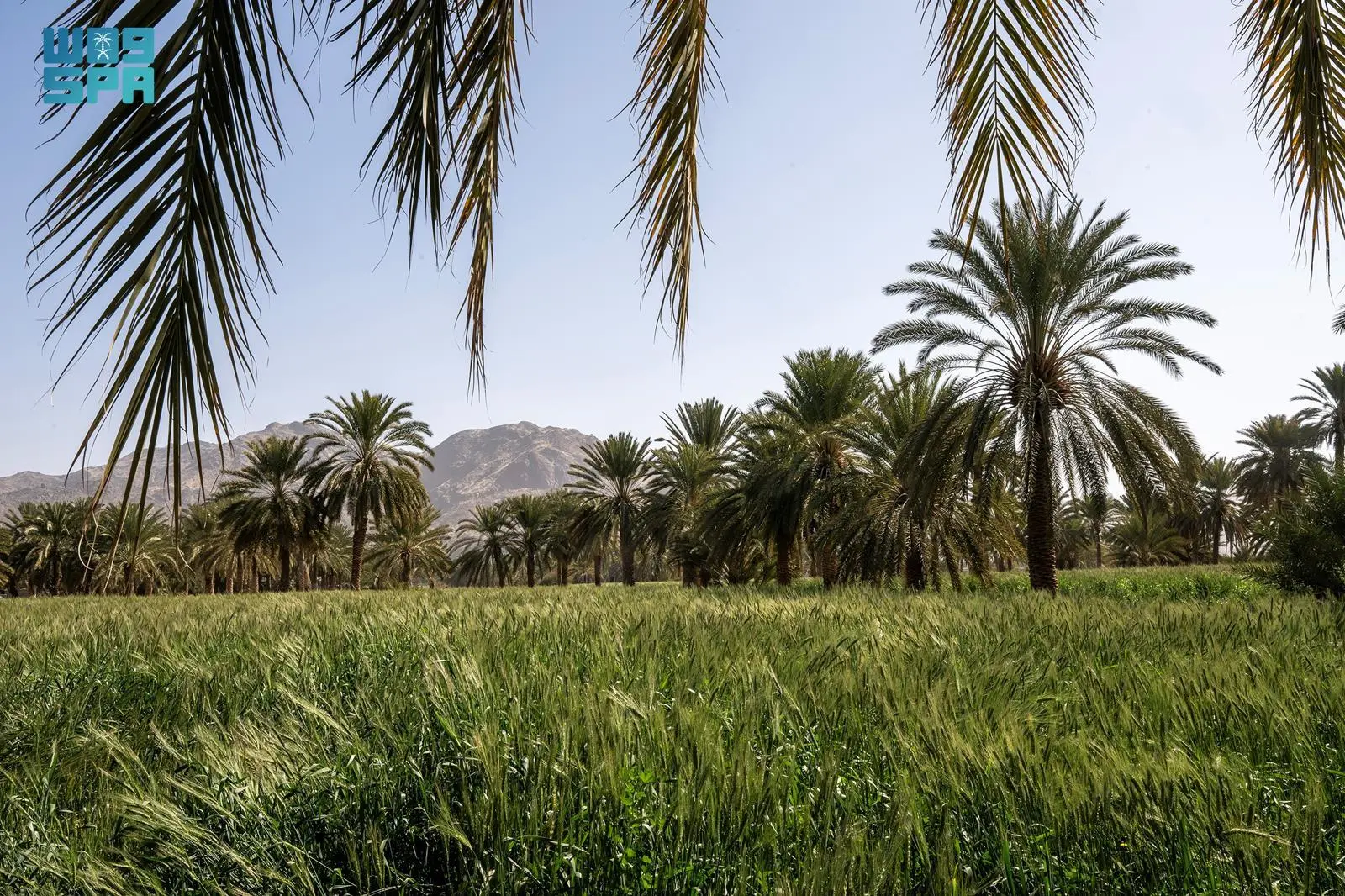 نجران تتأهب لانطلاق موسم حصاد القمح
