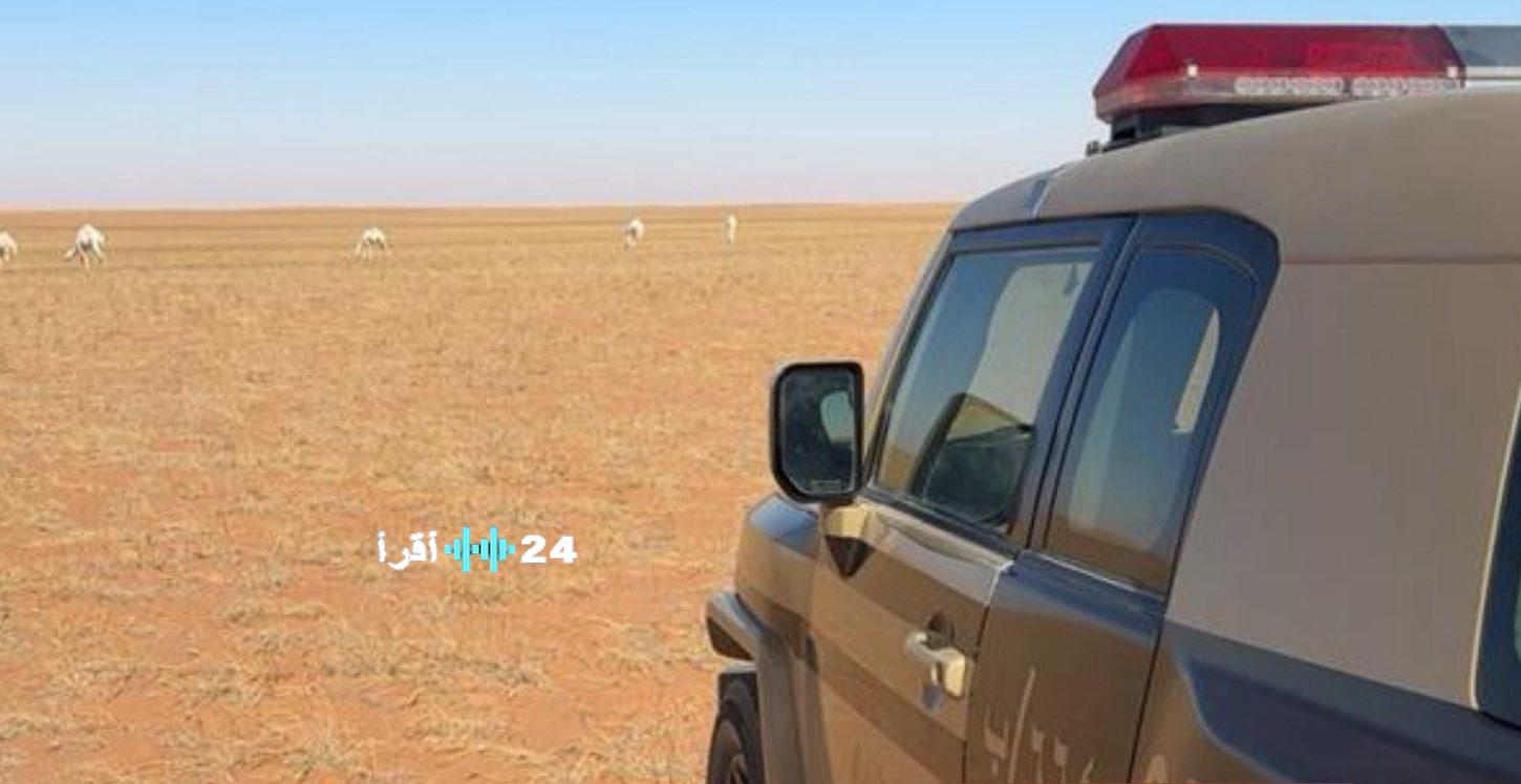 فرق محمية الإمام عبدالعزيز تضبط راعي إبل و12 جملاً في خرق صريح لأنظمة الرعي