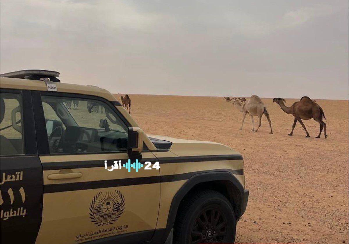 ضبط مواطن قام برعاية 15 من الإبل داخل محمية الملك عبدالعزيز