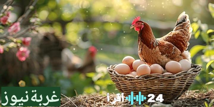 «أسعار الدواجن ت skyrock 15% في مصر يناير 2026 تزامناً مع اقتراب رمضان والأعياد»