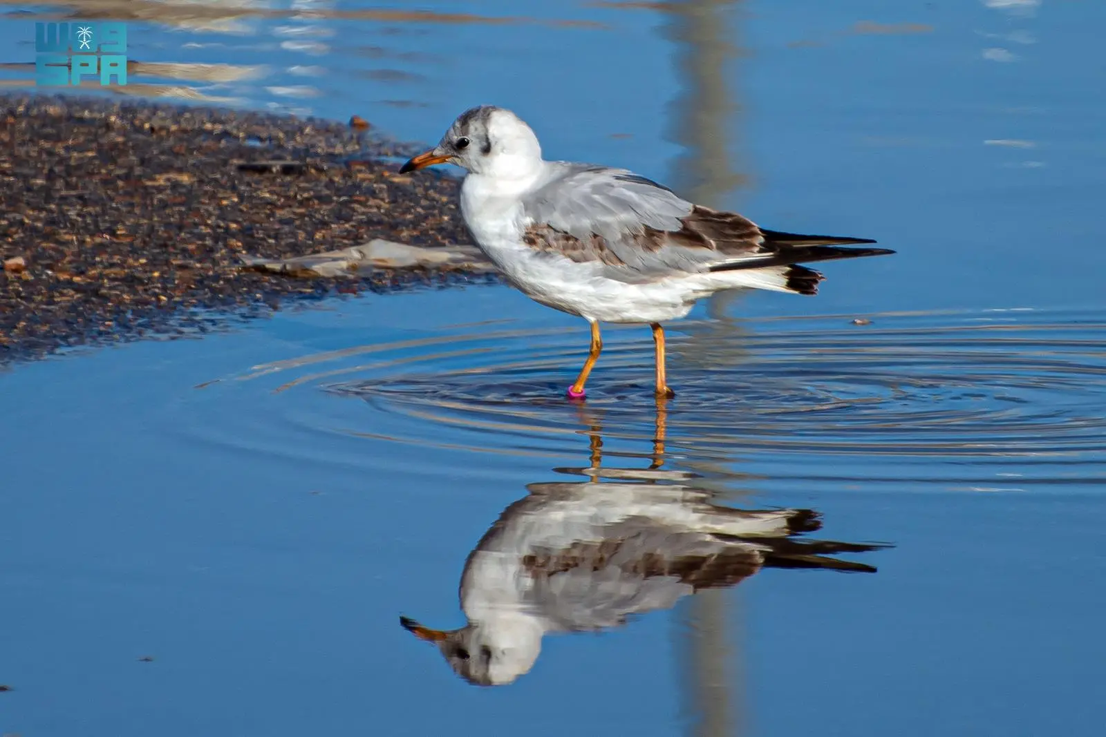 ظهور غير مسبوق لنورس أسود الرأس في شمال البلاد يفتح باب الاقتراحات البيئية