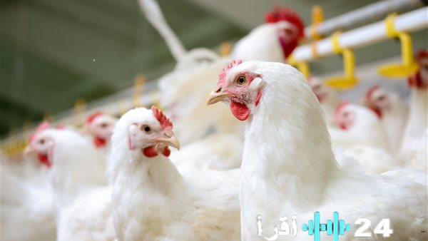 أسعار الدواجن تشهد انخفاضًا ملحوظًا الخميس 15 يناير 2026