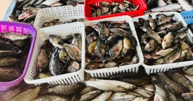 أسعار الأسماك في كفر الشيخ تشمل البلطي بـ50 جنيها في 17 يناير 2026