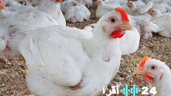 «الكشف عن التحركات المسائية لأسعار الفراخ» بورصة الدواجن البيضاء تعلن تسعيرة إغلاق تعاملات الاثنين 19 يناير 2026