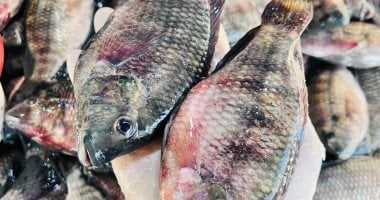 أسعار سمك البلطي في محافظة القليوبية ليوم الاثنين 26 يناير 2026