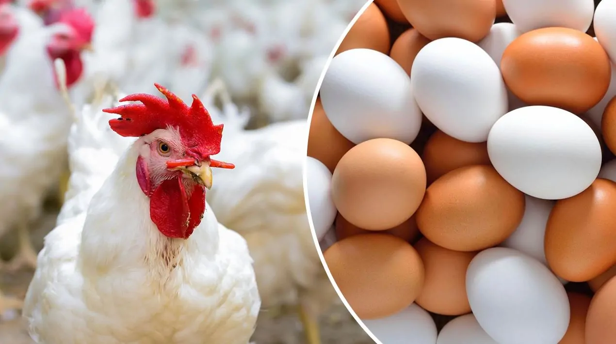 قطاع الدواجن يكشف عن تطورات أسعار الفراخ والبيض في رمضان 2026