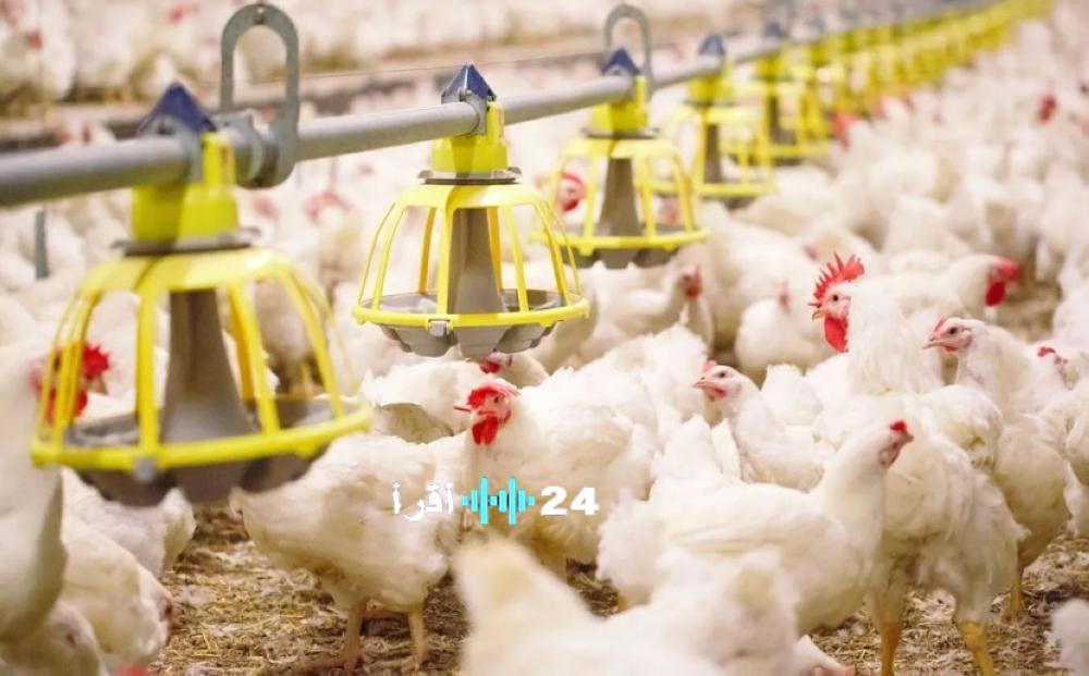 زيادة نسبة تغطية “سعودي قاب” في إنتاج الدواجن إلى 90%